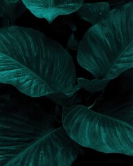 A close up of green leaves with a dark background