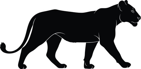 Obraz premium Black panther silhouette walking illustration on white, whiskers visible, dynamic pose, vector graphic