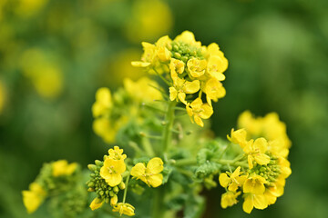 黄色い菜の花