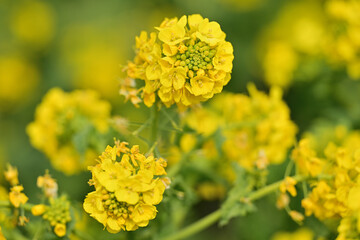 黄色い菜の花