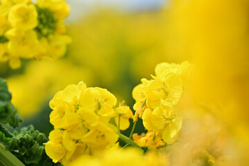 黄色い菜の花