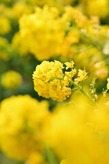 黄色い菜の花