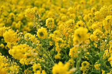 黄色い菜の花
