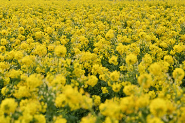黄色い菜の花