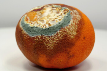 Overripe and rotten mandarin. Rotten tangerine covered with mold