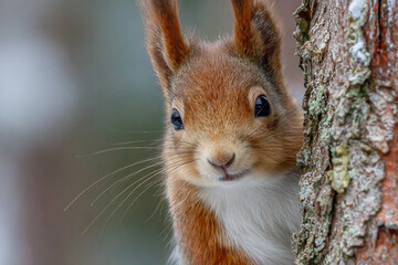 Obraz premium Curious red squirrel peeking behind the tree trunk