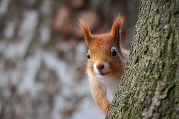 Curious red squirrel peeking behind the tree trunk