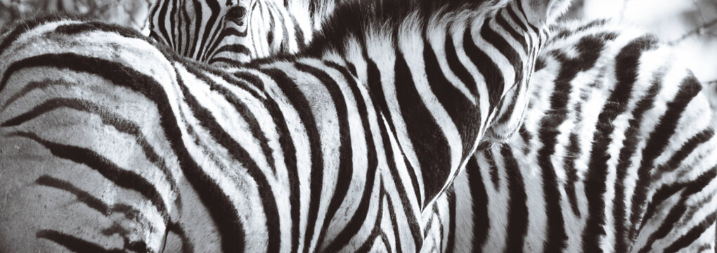 Aerial view of a dazzling array of zebras, their black and white stripes creating a mesmerizing pattern of life, Etosha National Park, Namibia.