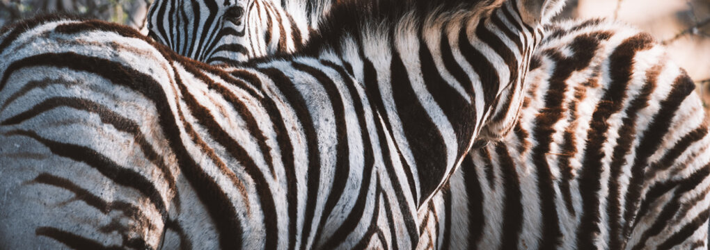 Aerial view of zebra stripes create a mesmerizing pattern of black and white, a living canvas in the wild, Etosha National Park, Namibia.