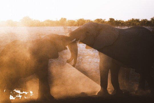 Aerial view of elephants interacting in a cloud of dust, the sun's golden rays casting long shadows across the dry landscape, Etosha National Park, Namibia.