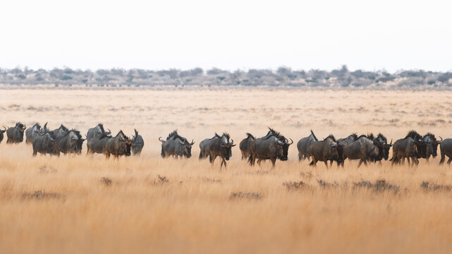 Aerial view of a gathering of wildebeest grazing on the golden savanna plains of Etosha, a mesmerizing wildlife spectacle, Etosha National Park, Namibia.