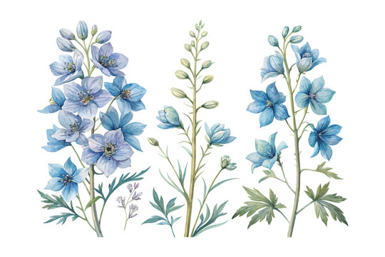 Watercolor Larkspur Flower Art, Delicate Blue Botanical, vector illustration isolated on white background