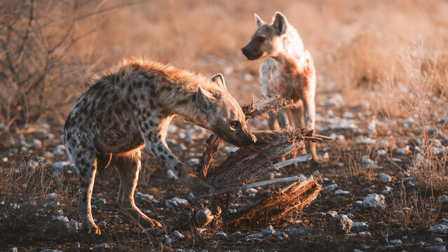 Aerial view of two hyenas scavenging on animal remains under the warm, diffused light, Etosha National Park, Namibia.