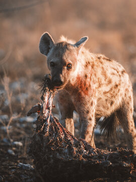 Aerial view of a hyena with its kill in the golden light of the African savanna, Etosha National Park, Namibia.