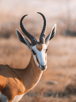 Aerial view of a springbok gazelle stands majestically amidst the arid plains, its striking white face and dark horns a stark contrast against the golden grasses, Etosha National Park, Namibia.