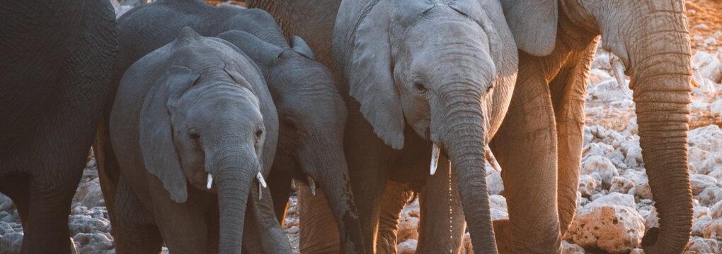 Aerial view of grey giants gather, their wrinkled hides a testament to time, amidst the rugged terrain of Etosha National Park, Etosha National Park, Namibia.