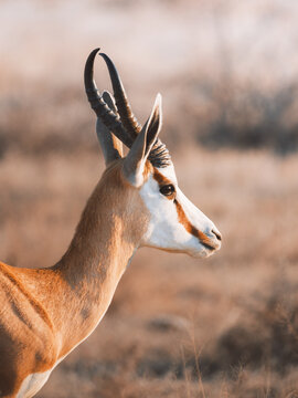 Aerial view of a graceful springbok with its striking white face and dark horns stands alert amidst the tawny grasses of Etosha National Park, Etosha National Park, Namibia.