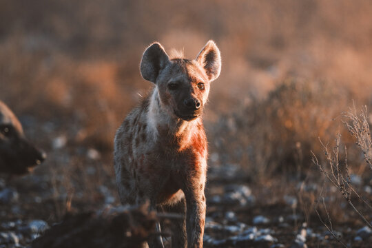 Aerial view of a solitary hyena stands amidst the golden hues of the African savanna, its spotted coat blending with the dry grasses, Etosha National Park, Namibia.
