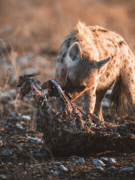 Aerial view of a hyena feasts on a scavenged carcass under the harsh sun, bones scattered across the arid landscape, Etosha National Park, Namibia.