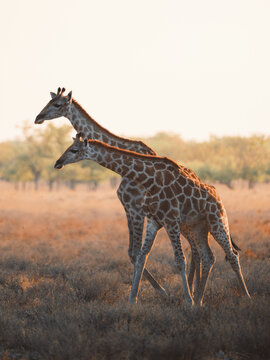 Aerial view of two giraffes standing majestically on the open plains, their patterned coats blending with the golden hues of the setting sun, Etosha National Park, Namibia.