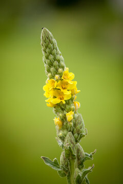 Verbascum thapsus (Common mullein) tall conical flower spike with green buds and bright yellow blooms on soft blurred green background