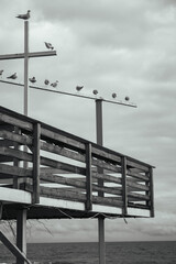 Fototapeta premium Seagulls sitting on coastal building on the Black Sea beach, monochrome. Flock of birds on winter beach, black and white. Seagulls on atmospheric seascape background. Bird watching process. 
