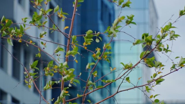 Small ripe red apples on a branch with green and yellow leaves. Autumn harvest of Ranetki apples against the backdrop of a modern residential building.