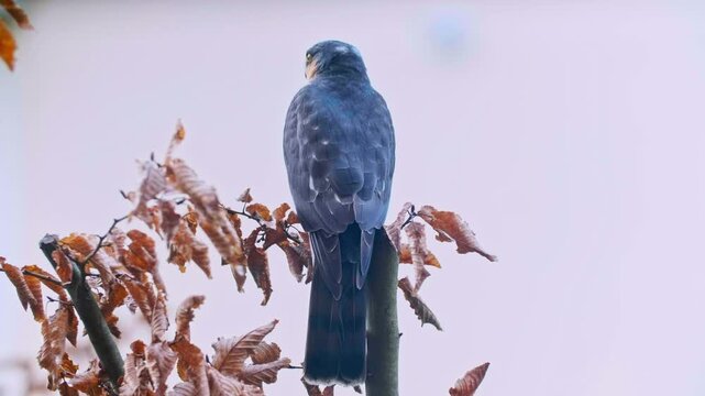 Close-up of a Eurasian Sparrowhawk (Accipiter nisus) perched on a branch, showing sharp hooked beak, intense yellow eyes, and detailed plumage. This European bird of prey is captured in natural light 