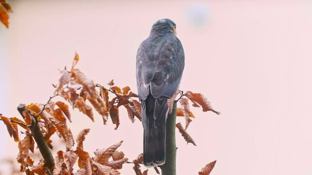 Close-up of a Eurasian Sparrowhawk (Accipiter nisus) perched on a branch, showing sharp hooked beak, intense yellow eyes, and detailed plumage. This European bird of prey is captured in natural light 
