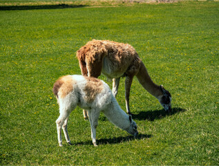 Fototapeta premium young alpacas graze in a meadow on a farm