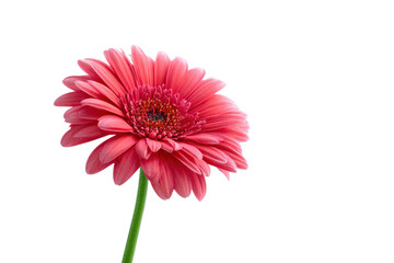 Single pink gerbera daisy flower with green stem against black background bloom, Png, Isolated on Transparent Background, Cut Out