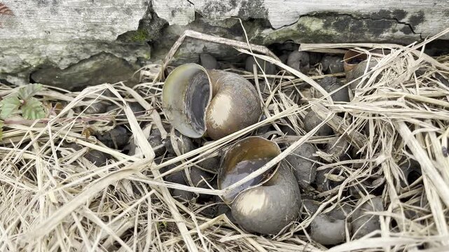 Empty snail shells on dry grass in a rural agricultural field
