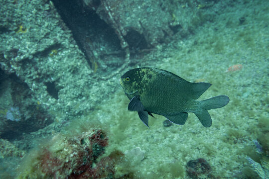 Western Gregory fish on HMAS Swan shipwreck, Dunsborough, Western Australia, Australia