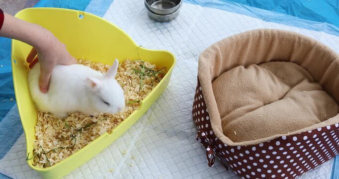 A child petting a small domestic rabbit in a litter box, a concept for litter training