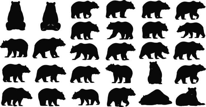 Large collection of black bear silhouettes, grizzly and brown bears in walking sitting and standing poses, wild forest animal icons