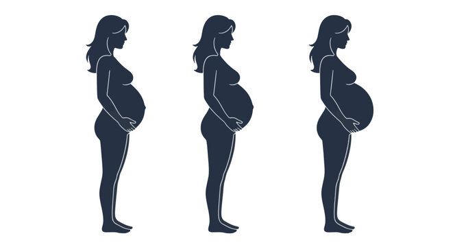 Pregnancy Trimester Silhouette Progression First Second Third Stage Illustration