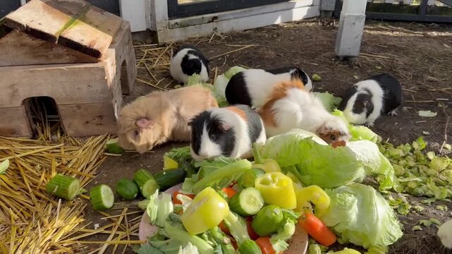 A group of small guineapigs eating vegetables. The animals are black and white. The vegetables are carrots and celery