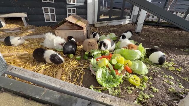 A group of small guineapigs eating vegetables. The animals are black and white. The vegetables are carrots and celery