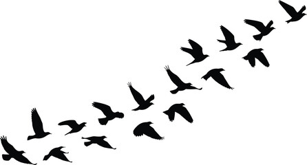 Fototapeta premium Black migratory bird flock silhouette vector set featuring various flying poses in a diagonal formation isolated on white background for nature and travel designs.