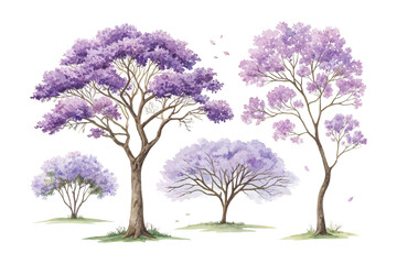 Obraz premium Watercolor Jacaranda Flower Art, Purple Tree Blossom, vector illustration isolated on white background