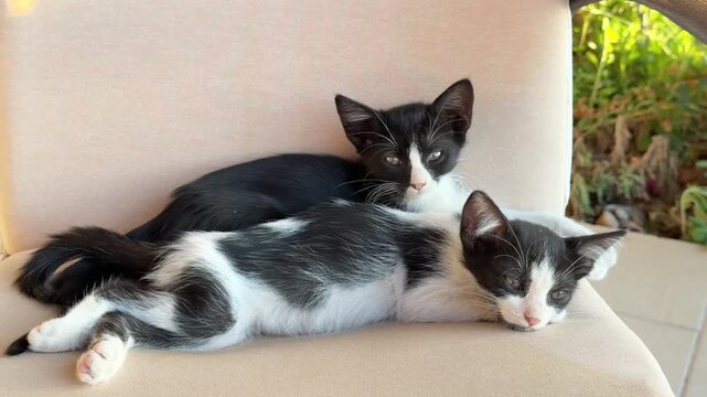 Two adorable black and white kittens are cuddling and napping together on a patio chair cushion, resting peacefully side by side in the sunlight.