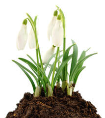Fototapeta premium White snowdrop flowers growing in soil isolated on white background