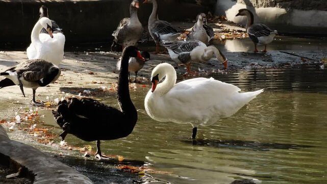 Black and white swans standing in shallow water surrounded by geese at Belgrade Zoo. Autumn wildlife scene with reflections, contrast and social bird behavior in Serbia