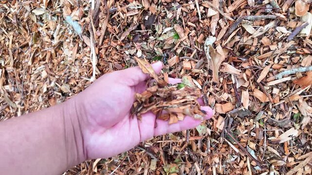 A close up video shows a pile of wood chips as a hand picks up and examines the texture, highlighting natural materials, forestry byproducts, and sustainable resources.