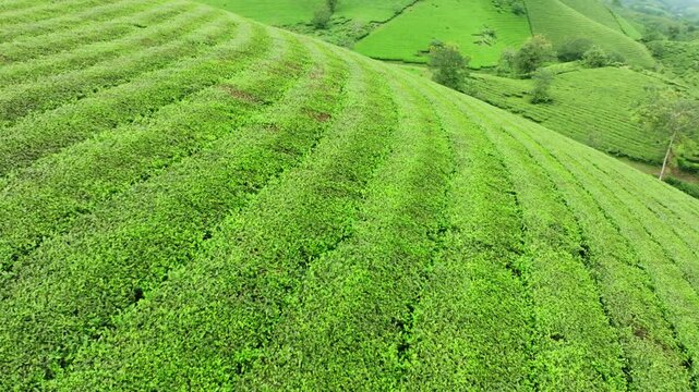 Green tea field in harvest season,Green agricultural fields in countryside at northern Vietnam