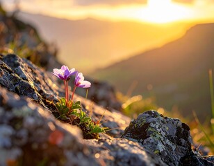 A vibrant landscape of natural mountain flowers blooming on rugged rocks and stones under a clear sky with green grass and distant peaks