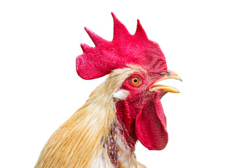 Hahn im Portrait und isoliert als Freisteller &uuml;ber transparentem Hintergrund