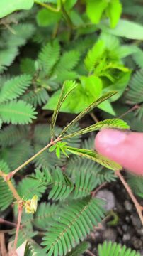 Sensitive Plant Mimosa Pudica Folding Its Leaves After Being Touched by Finger, Seismonastic Movement of Shameplant in Nature, Thigmonasty Response of Fern-like Foliage Close Up