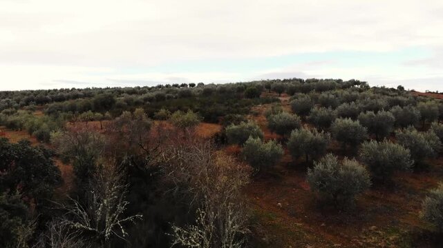 olive tree plantation in rural Portugal Drone view