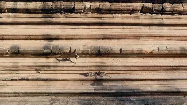 Long-tailed Macaques hanging to sandstone striped temple wall in early morning sun casting shadows. Angkor Wat, Cambodia.